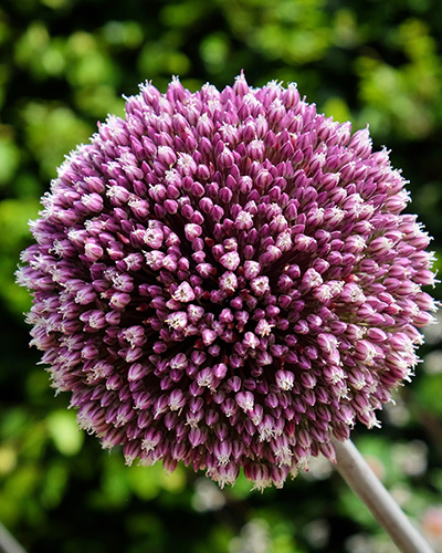 Allium summer drummer.jpg